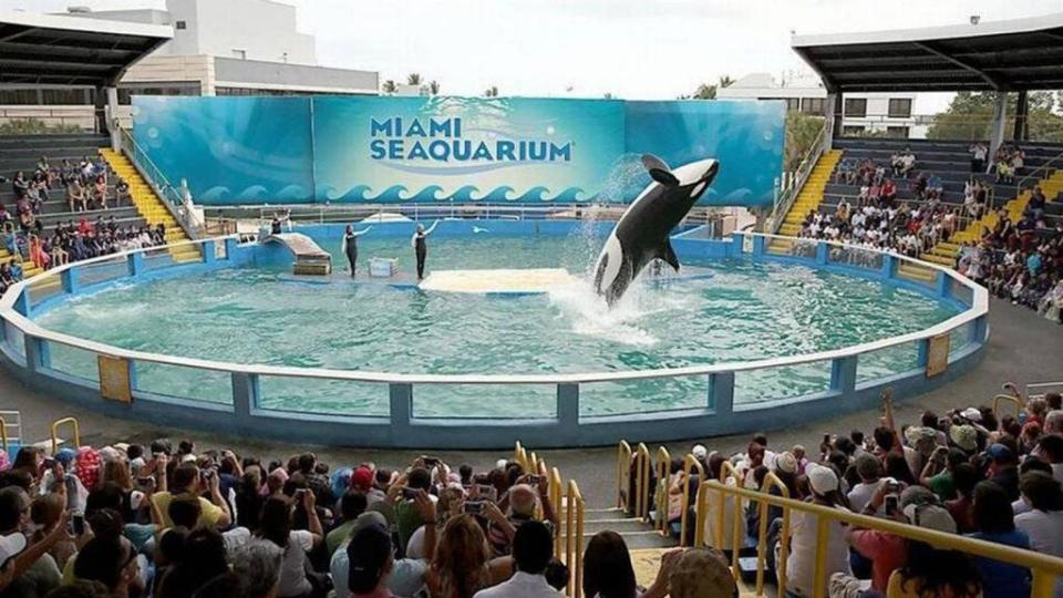 Lolita or Tokitae the orca is shown jumpin out of the water in her small enclosure in the Miami Seaquarium.