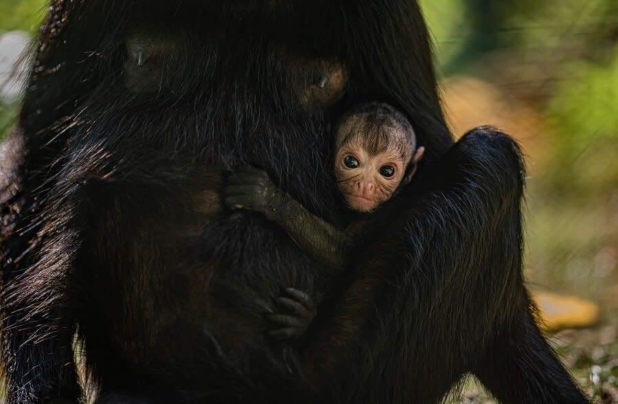 Rare spider monkey born