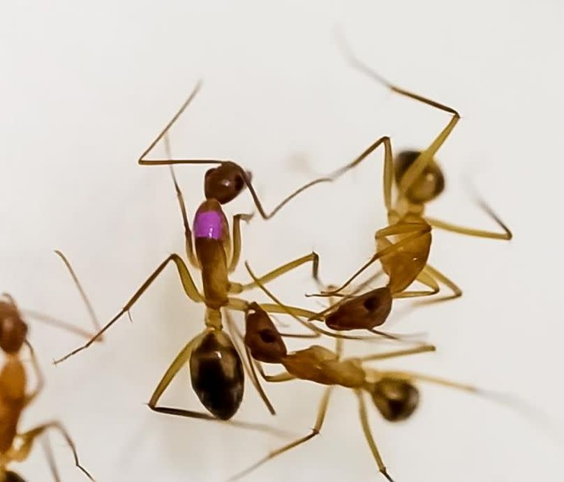 Ant woundcare and amputation in action - image taken from a video by the researchers