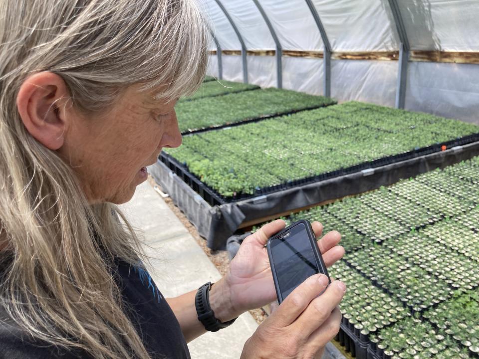 This May 18, 2022 image shows nursery manager Tammy Parsons looking through photos on her phone of the largest wildfire burning in the U.S. after she and others relocated tens of thousands of seedlings to a greenhouse in Santa Fe, N.M. The evacuation of the baby trees from New Mexico State University's Forestry Research Center in Mora, New Mexico, came as the fire approached the facility. (AP Photo/Susan Montoya Bryan)