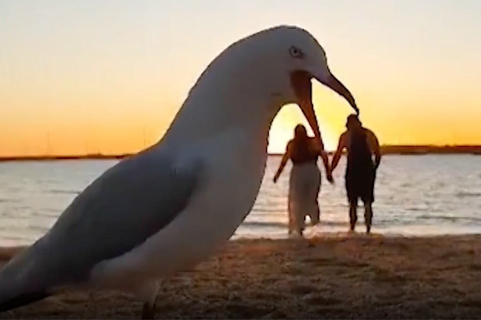 seagull interrupts romantic photoshoot