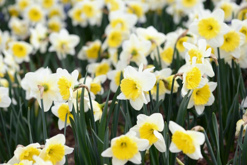 close up of daffodils blooming outdoors