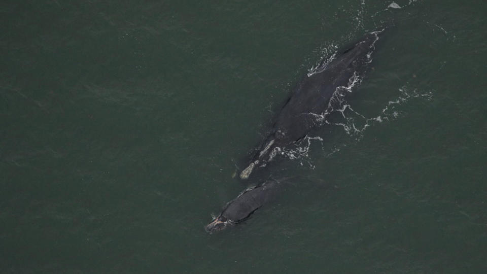 The mother right whale and her calf off Georgia in January 2024. / Credit: Clearwater Marine Aquarium Research Institute, taken under NOAA permit #26919