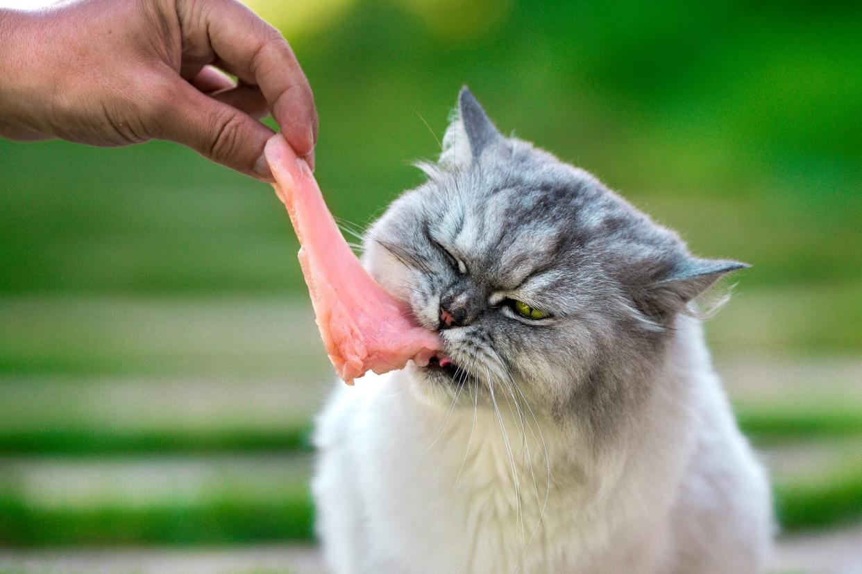 cat eating raw chicken