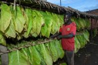 Government statistics say over 70 percent of Malawi's export income comes from tobacco (AFP/Amos Gumulira)