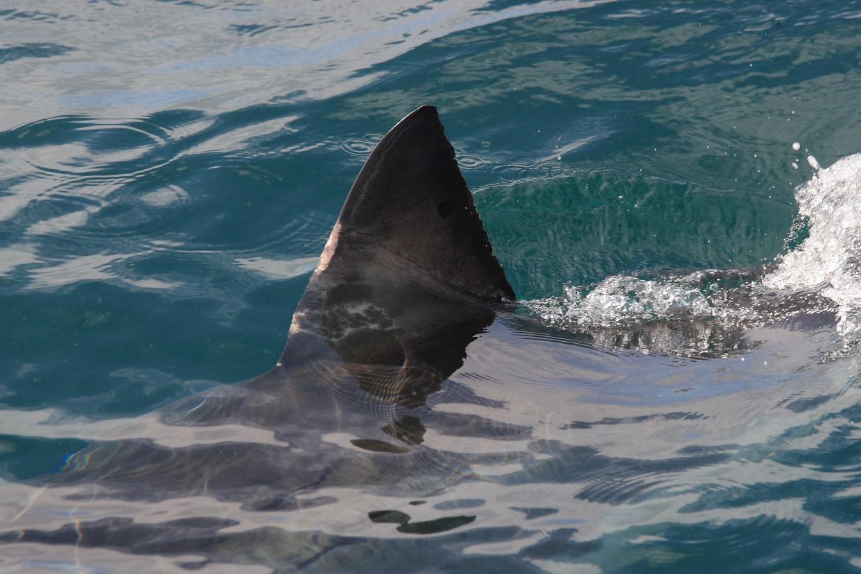 Dorsal fin of the great white shark, Carcharodon carcharias, near Seal Island in False Bay, South Africa.