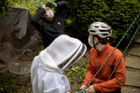 Homeowner Tom Patton, top left, looks at his roof as rock climber Paul Stanton, right, gets ready to belay his beekeeper friend Erin Gleeson, bottom left, as she prepares to scale the side of a home to look for a swarm of honey bees that has gone into an attic space, Saturday, April 25, 2020, in Washington. The District of Columbia has declared beekeepers as essential workers during the coronavirus outbreak. If the swarm isn’t collected by a beekeeper, the new hive can come to settle in residential backyards, attics, crawlspaces, or other potentially ruinous areas, creating a stinging, scary nuisance. (AP Photo/Andrew Harnik)