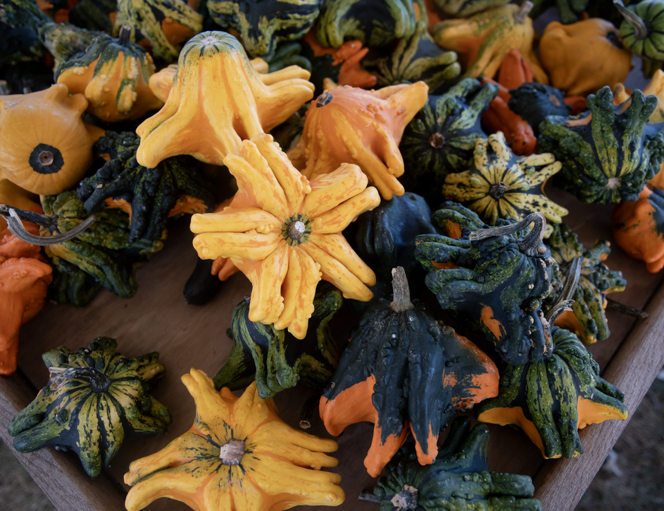 Large gourds for sale at Dussel Farm in Brimfield.