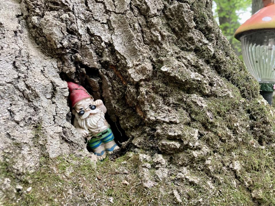 The first gnome placed in Josiah's Gnome Tree still sits in its roots.