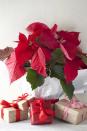 <p>It's the signature Christmas houseplant, but the broad red petals didn't always dominate the holidays. <a href="http://articles.latimes.com/2008/dec/23/local/me-poinsettia23" rel="nofollow noopener" target="_blank" data-ylk="slk:One clever florist;elm:context_link;itc:0;sec:content-canvas" class="link ">One clever florist</a> figured out how to transform the plant from a gangly weed into a festive display in the '20s. By sending free plants to television stations in December, his family business then drove the association home.</p><p><strong><a class="link " href="https://go.redirectingat.com?id=74968X1596630&url=https%3A%2F%2Fwww.fromyouflowers.com%2Fproducts%2Ftraditional_holiday_poinsettia.htm&sref=https%3A%2F%2Fwww.housebeautiful.com%2Fentertaining%2Fholidays-celebrations%2Fg3993%2Fbest-christmas-plants%2F" rel="nofollow noopener" target="_blank" data-ylk="slk:SHOP NOW;elm:context_link;itc:0;sec:content-canvas">SHOP NOW</a></strong><strong><em> fromyouflowers<strong><em>.com</em></strong></em></strong><br></p>