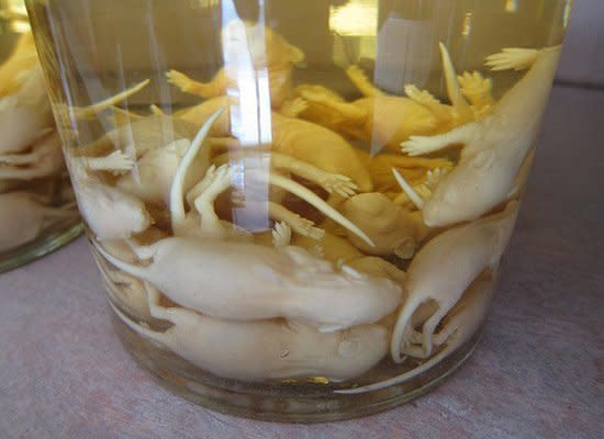 <a href="http://www.cracked.com/article_14979_the-6-most-terrifying-foods-in-world.html" target="_blank">Traditionally a "health tonic" in Chinese and Korean cultures</a>, baby mice are taken shortly after birth and dropped alive into a jug of rice wine and left to ferment. After the wine is imbibed, the mice are eaten. Yes, in real life.