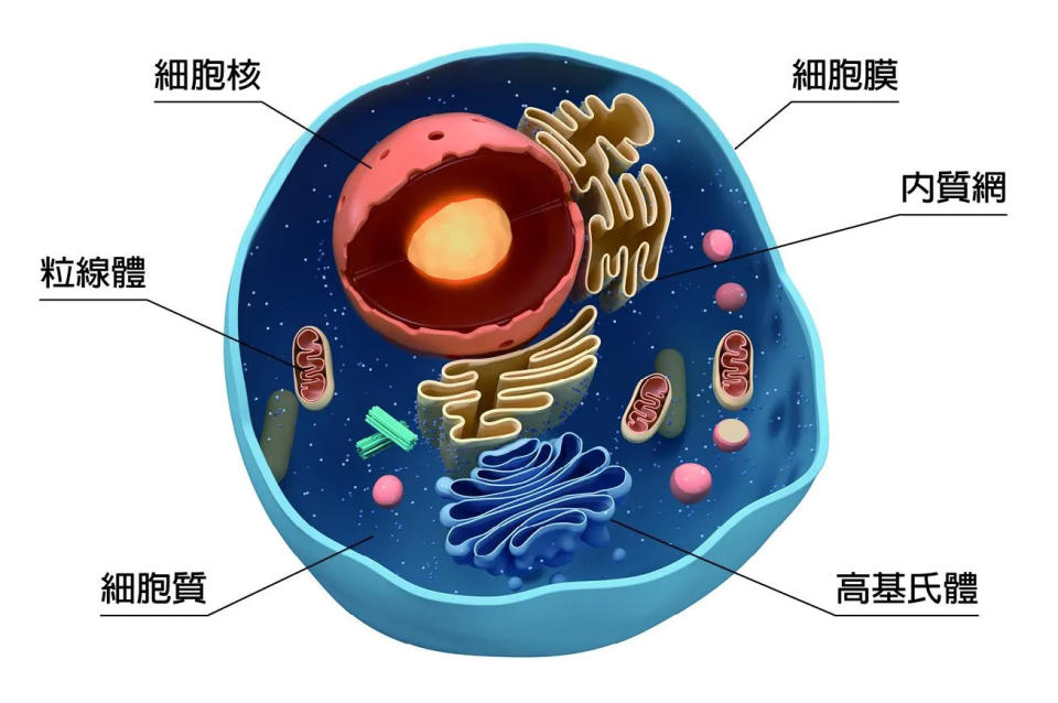 米酵菌酸專攻<a class="link " href="https://tw.news.yahoo.com/tag/粒線體" data-i13n="sec:content-canvas;subsec:anchor_text;elm:context_link" data-ylk="slk:粒線體;sec:content-canvas;subsec:anchor_text;elm:context_link;itc:0">粒線體</a>，美國自然醫學<a class="link " href="https://tw.news.yahoo.com/tag/陳俊旭" data-i13n="sec:content-canvas;subsec:anchor_text;elm:context_link" data-ylk="slk:陳俊旭;sec:content-canvas;subsec:anchor_text;elm:context_link;itc:0">陳俊旭</a>博士曝光「粒腺體」驚人真相，人體所有活動不能沒有粒線體。（圖／天下生活提供）