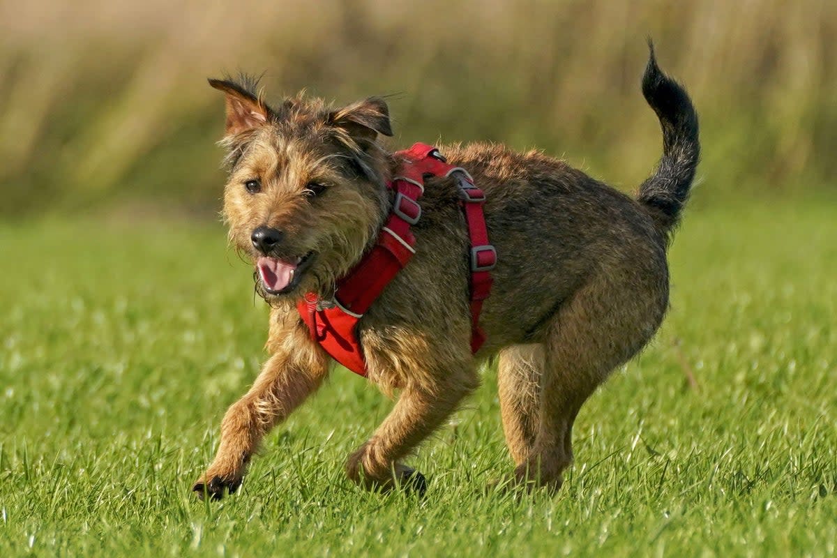 Babies living with pet cats or dogs may be less likely to develop food allergies as they grow older compared to those in pet-free homes, research suggests (PA) (PA Archive)