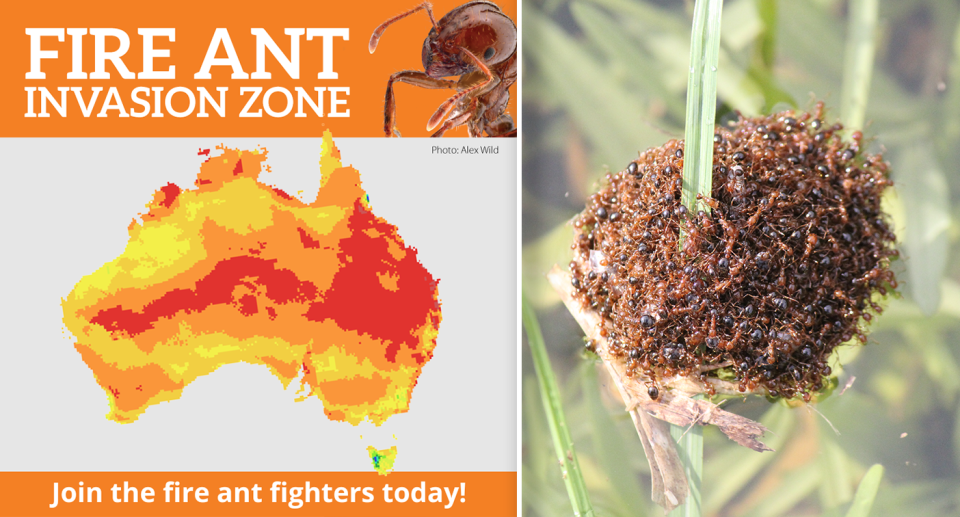 Left - a map showing where the ants could travel to in Australia. Right - a swarm of ants on a blade of grass.