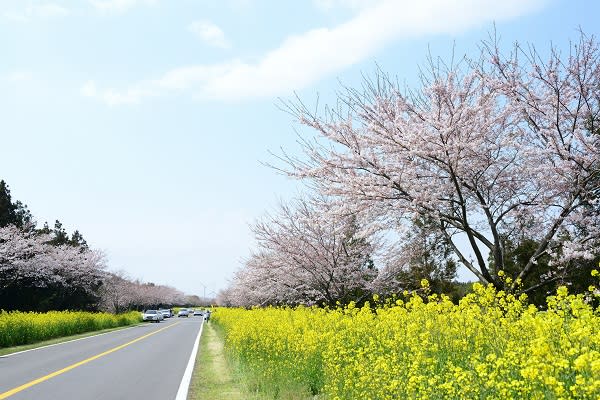 濟州島 鹿山路 櫻花與油菜花