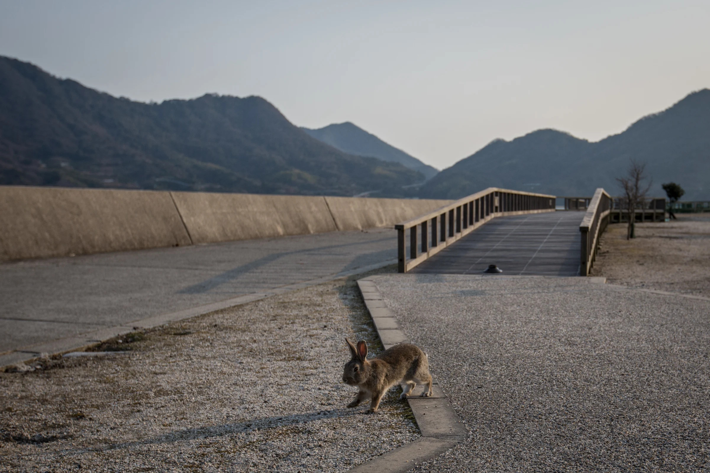 Un conejo campa a sus anchas por unas instalaciones abandonadas en la isla de Okunoshima.  (Photo by Chris McGrath/Getty Images)