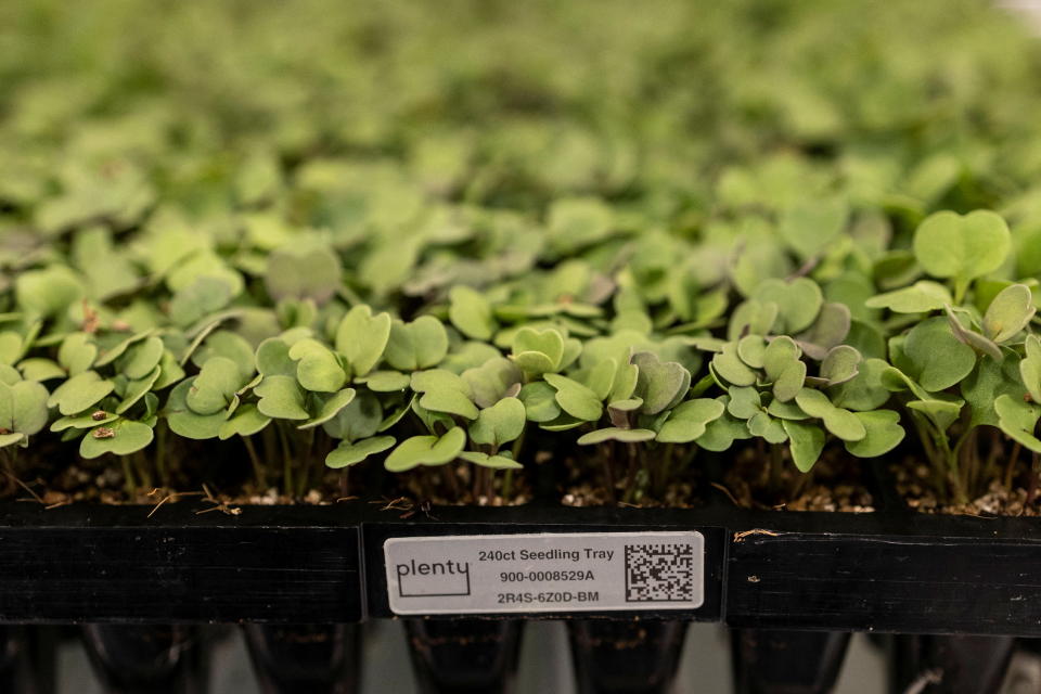 <p>A este tipo de cultivos no le afectan los factores externos a los que se enfrenta la agricultura tradicional, como la climatología o la contaminación, por lo que puede producir alimentos de mejor calidad utilizando menos recursos. (Foto: Carlos Barria / Reuters).</p> 