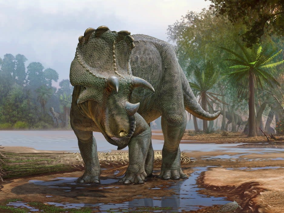 With a frilled head and beaked face, Menefeeceratops sealeyi, discovered in New Mexico, lived 82 million years ago. It predated its better-known relative, triceratops (Sergey Krasovskiy)