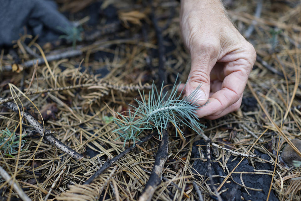 Hugh Safford, an environmental science and policy researcher at the University of California, Davis, examines a conifer sprouting from the ashes of the 2021 Caldor Fire on Oct. 22, 2022, in an area of Eldorado National Forest, Calif., that was less damaged by the blaze. Scientists say forest is disappearing as increasingly intense fires alter landscapes around the planet, threatening wildlife, jeopardizing efforts to capture climate-warming carbon and harming water supplies. (AP Photo/Brian Melley)