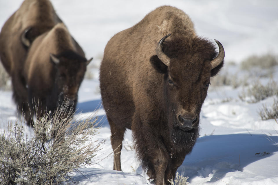 Female bison in Yellowstone Park. (Photo: William Campbell via Getty Images)