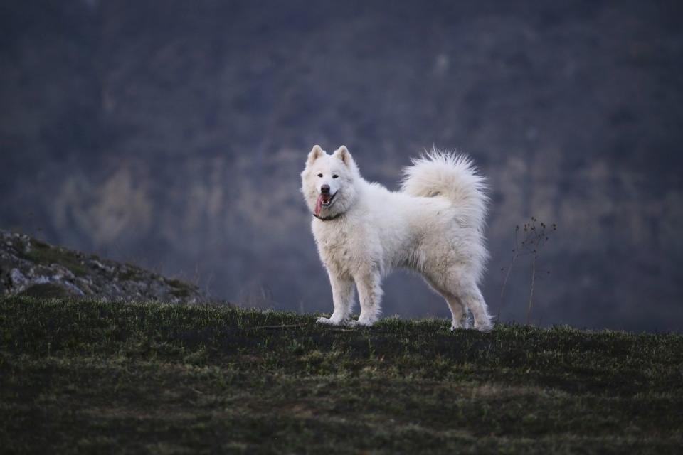 10) Samoyed