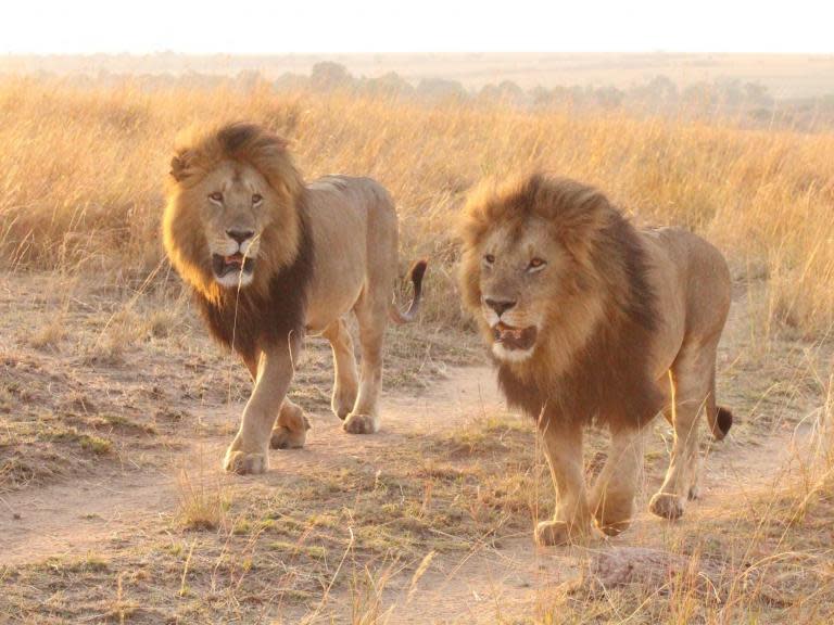 What it’s like to walk through Kenya’s Maasai Mara with lions for company