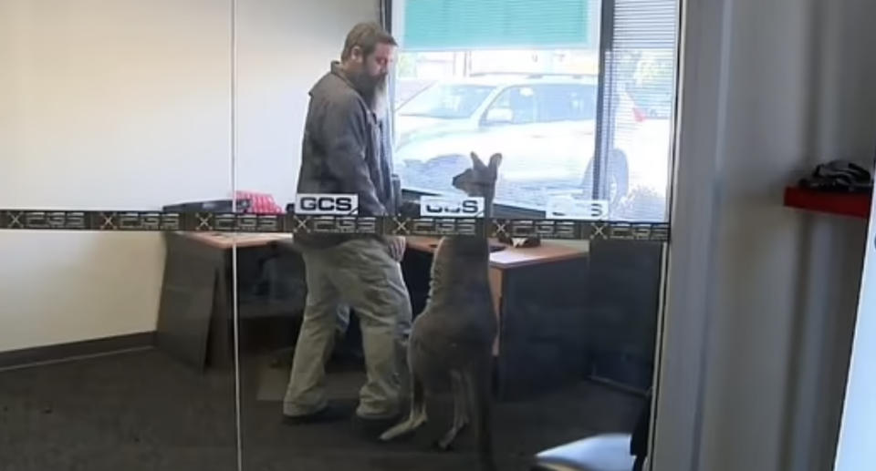 A kangaroo and a man in an office