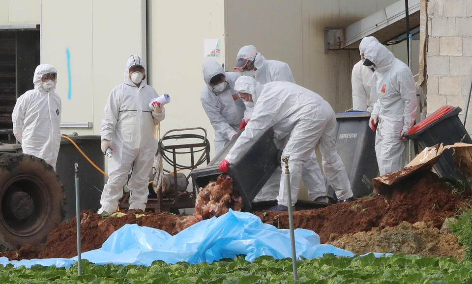 South Korean health officials bury chickens at a poultry farm where the highly pathogenic H5N6 bird flu virus broke out. (REUTERS)