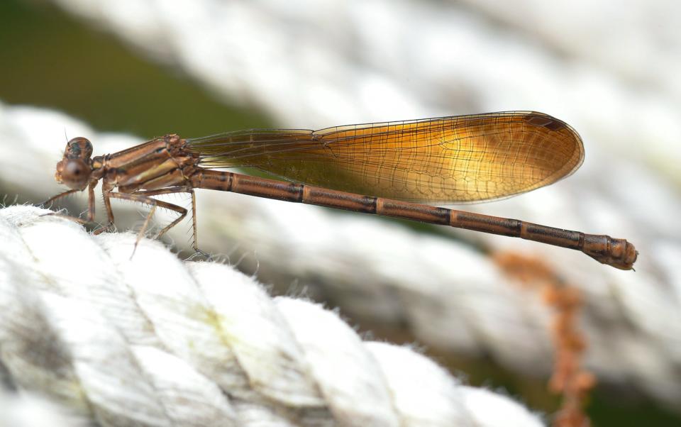 A dragonfly, known to help control pest insects like mosquitoes, rests on a hammock before moving around the yard in Anderson Monday, April 11, 2022. 