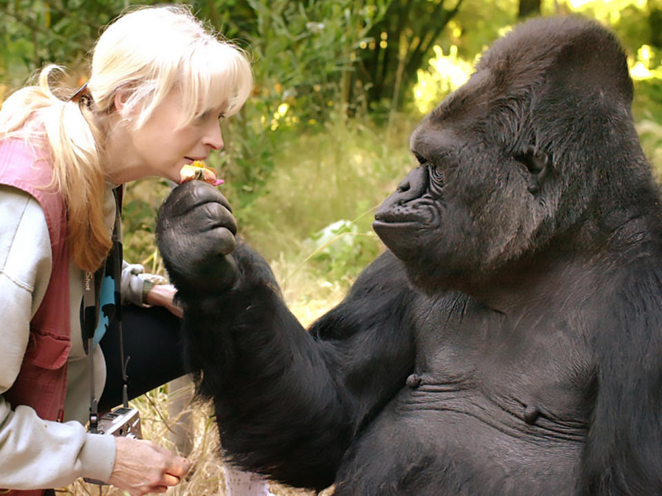 Dr. Francine “Penny” Patterson mit Gorilla-Dame Koko. (Bild-Copyright: STR/The Gorilla Foundation/AFP)