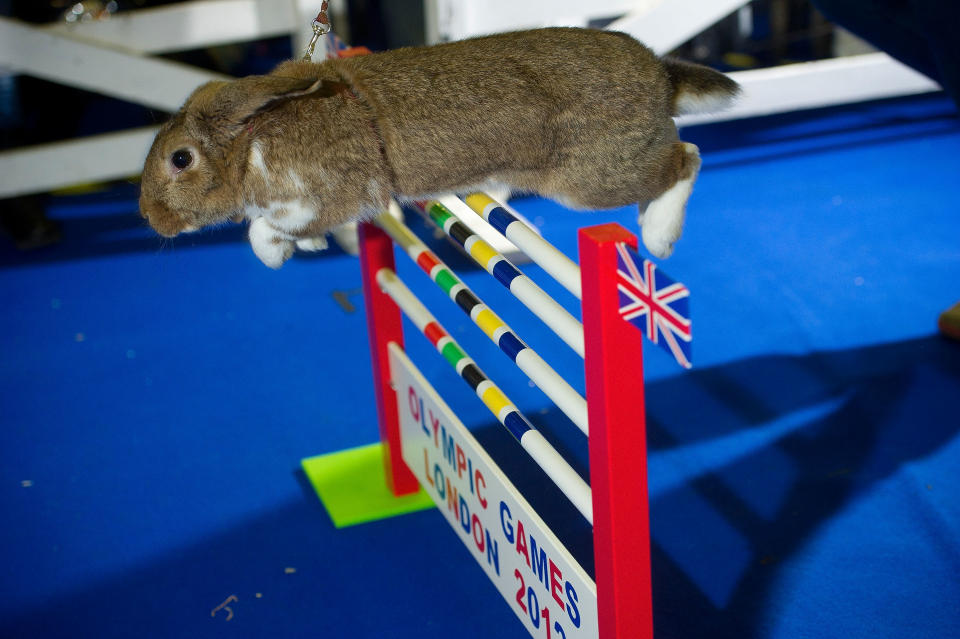 Animal Enthusiasts Enjoy The UK's Rabbit Grand National