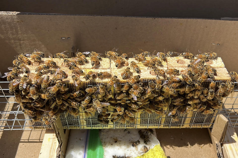 Beekeeper Gene Brandi's bees are cared for in San Juan Bautista, Calif., Thursday, Aug. 6, 2023. Brandi said he had to feed his bees twice as much as usual during almond pollination. But with spring rushing in, he said he'll take his hives to the California coast where bees can forage on a native plant to make sage honey, a premium product that he can only make every few years when there's ample rain. (AP Photo/Terry Chea)