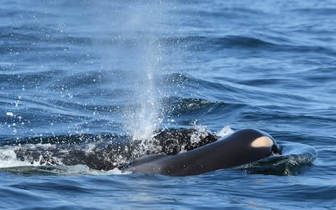 Grieving mothers can keep their dead calf afloat for up to a week - Credit: David Ellifrit/Centre for Whale Research via AP