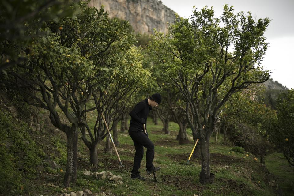 A caretaker tends to citrus groves at the la Casetta garden in Menton, France, Friday, March 1, 2024. (AP Photo/Daniel Cole)