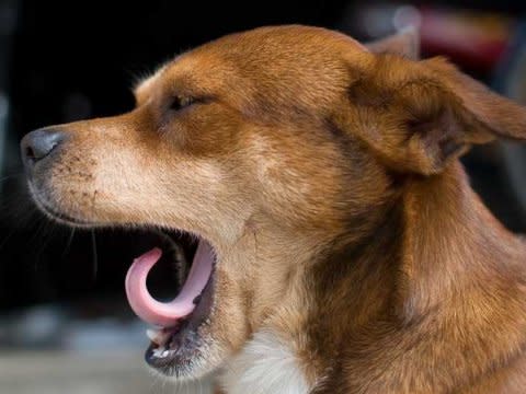 dog yawning