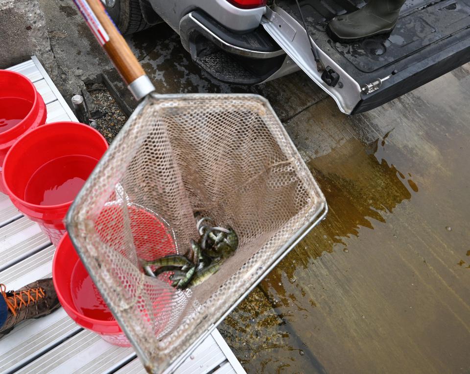 Smith holds a the net full of perch ready for release.