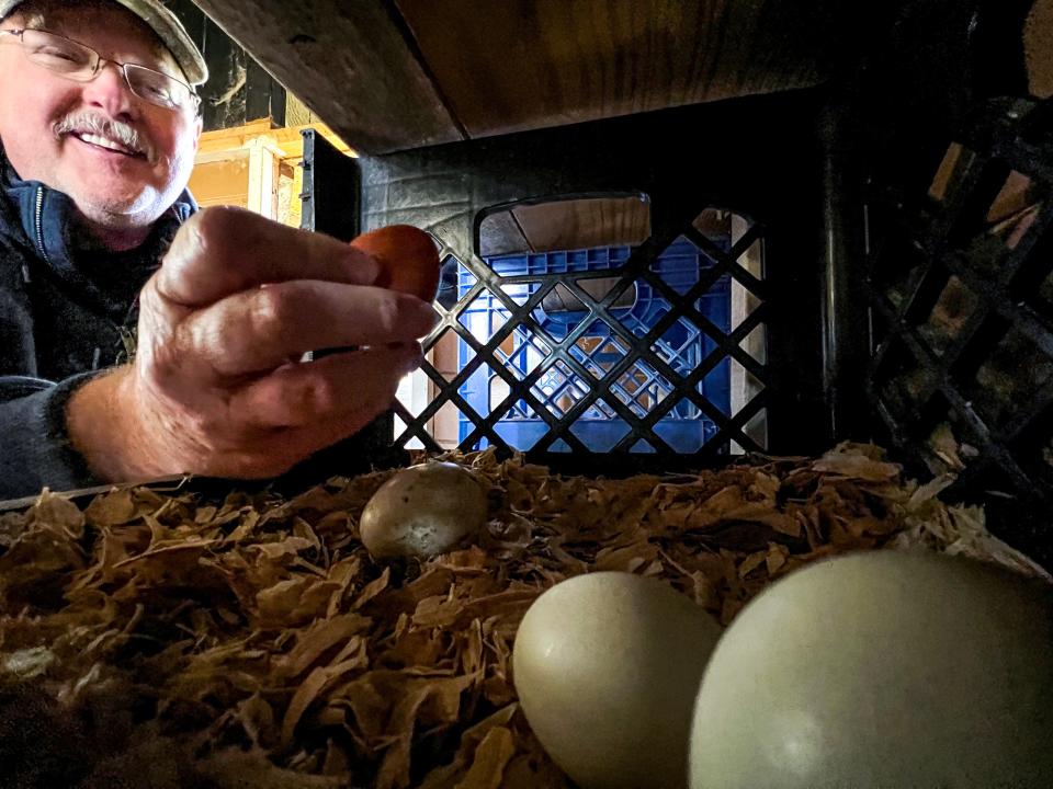 Dean Harbert of Belton, S.C. looks at newly laid eggs on his land with 14 hens Saturday, January 21, 2023. 