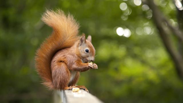 drunk squirrel