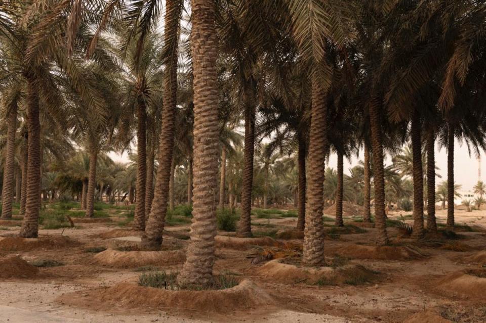 Palm trees are used for shade (Paddy Dowking)