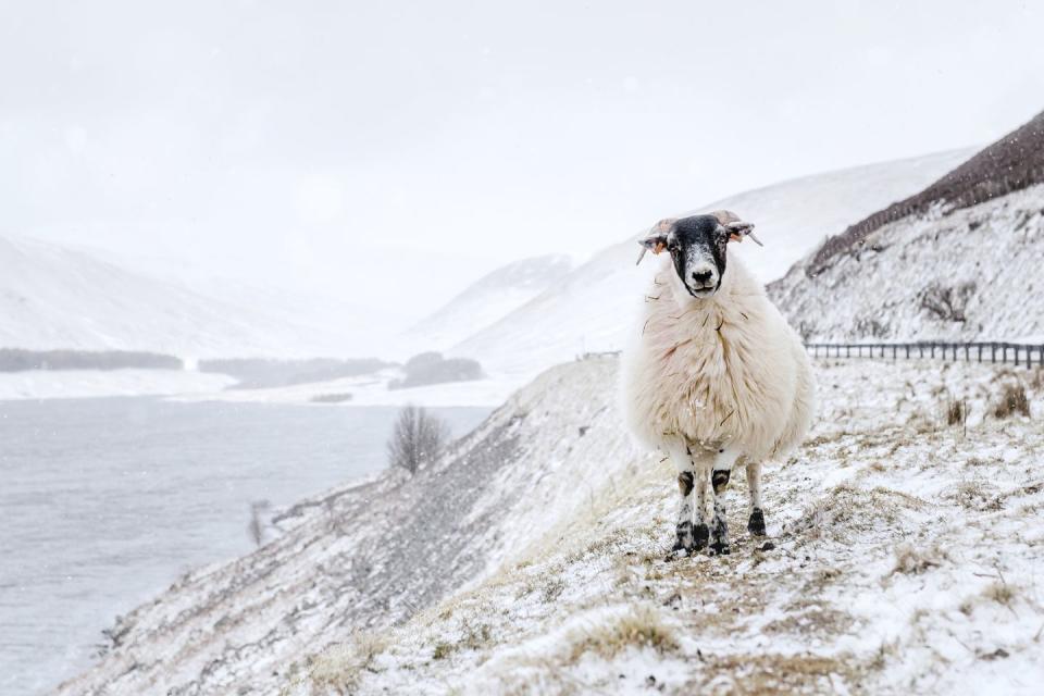 <p>A blackface sheep stands above Megget Water, near Meggethead in the Scottish Borders.</p>