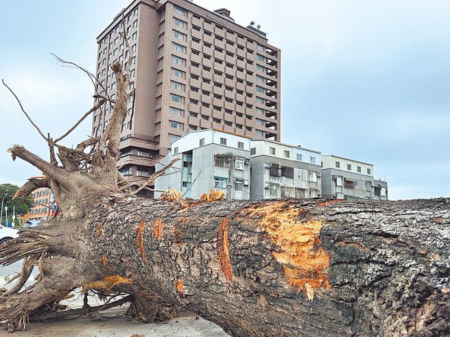 桂田酒店將台東縣有地上1棵逾80年的土芒果樹連根剷除，民眾憤慨。（蔡旻妤攝）