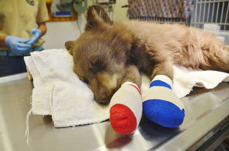 A bear cub whose feet were burned in the 416 wildfire is treated by Colorado Parks and Wildlife staff in Durango, Colorado, U.S. June 27, 2018. Picture taken June 27, 2018. Joe Lewandowski/Colorado Parks and Wildlife/Handout via REUTERS.