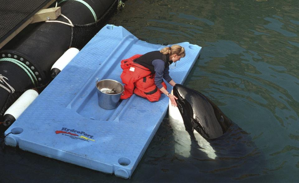 FILE - Karen McRea feeds frozen fish to Keiko, star of the movie "Free Willy," in his pen off the coast of Westman Islands, Iceland, on April 22, 1999. An ambitious plan announced last week to return a killer whale, held captive for more than a half-century, to her home waters in Washington’s Puget Sound thrilled those who have long advocated for her to be freed from her tank at the Miami Seaquarium. But it also called to mind the release of Keiko, who failed to adapt to the wild after being returned to his native Iceland and died five years later. (AP Photo/Kristin Gazlay, File)