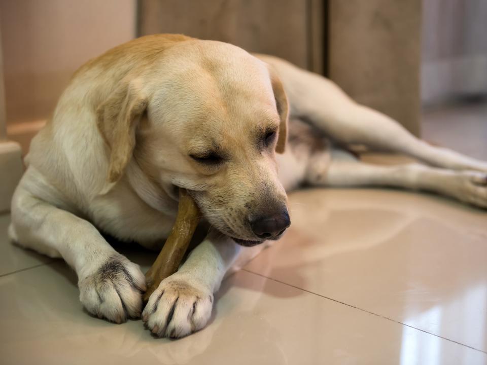 Yellow lab dog chews on a bone