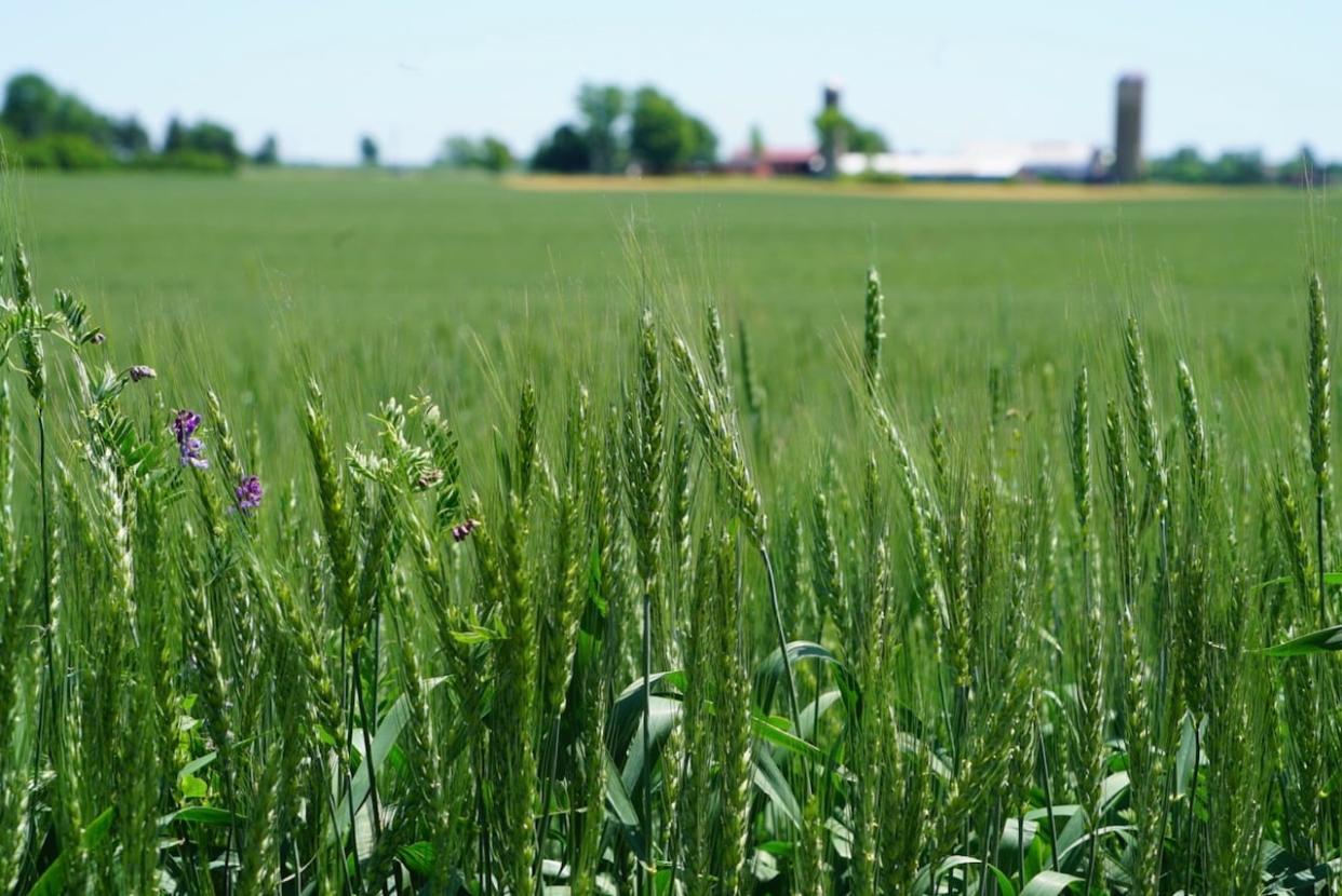 Southwestern Ontario's farmland continues to rise in value, land appraisal experts say. (Colin Butler/CBC - image credit)