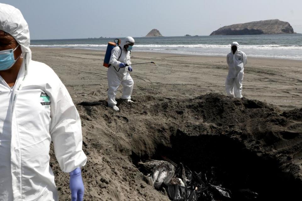 Three men in hazmat suits bury dead pelicans on a beach in Peru.