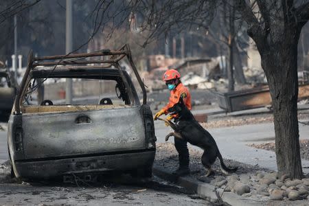 Search and rescue worker Shay Cook inspects a vehicle with dog Zinka in the aftermath of the Tubbs Fire in the Coffey Park neighborhood of Santa Rosa, California U.S., October 17, 2017. REUTERS/Loren Elliott