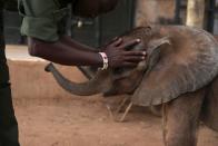 A keeper touches Nkoberlengi, six weeks old orphaned elephant, at the Reteti elephant sanctuary in Samburu county