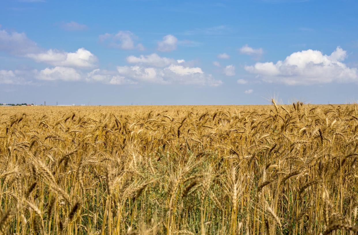 <span class="caption">Ukrainian wheat is vital to global food chains. But fighting near farmland like around Mykolayiv may prevent seeds from being planted.</span> <span class="attribution"><a class="link " href="https://www.gettyimages.com/detail/photo/scenic-view-of-wheat-field-against-sky-royalty-free-image/1178135073?adppopup=true" rel="nofollow noopener" target="_blank" data-ylk="slk:Mykola Sosiukin/EyeEm via Getty Images;elm:context_link;itc:0;sec:content-canvas">Mykola Sosiukin/EyeEm via Getty Images</a></span>