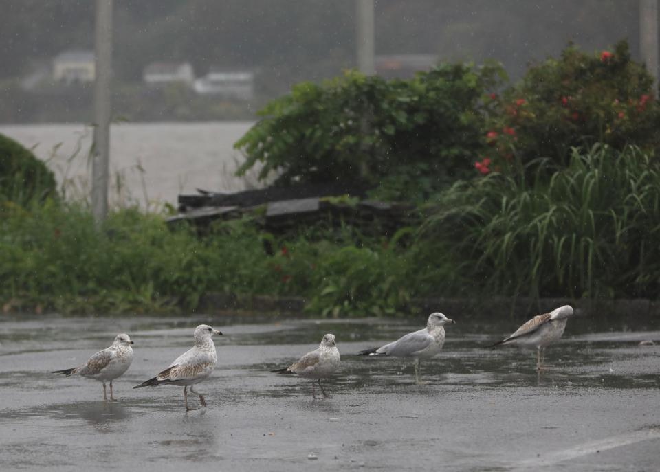 Seagulls loaf in a puddle at Waryas Park in the City of Poughkeepsie on September 29, 2023. Heavy rains for Friday and Saturday are expected to cause flooding.